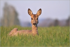 <p>SRNEC OBECNÝ (Capreolus capreolus) Šluknovsko - Jiříkov (European roe deer / Reh</p>